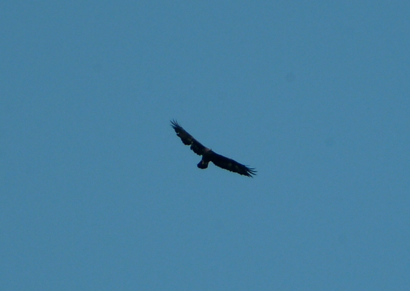 Aquila?